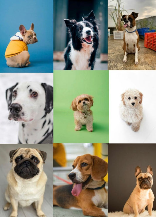 Aneka Anjing, Different Dog Breeds. Pug, Border Collie, Bulldog, Poodle, Shih Tzu, Dalmatian, Beagle, Boxer