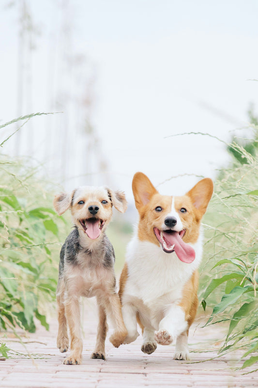 Benefits of Probiotics for Dogs: 6 Reasons Why Your Dog Needs Probiotics.