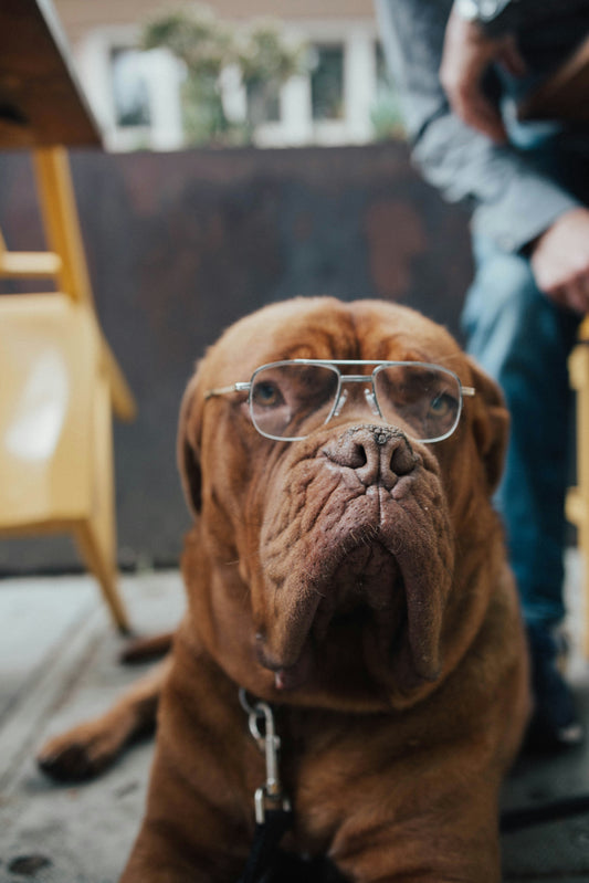 Cara Mengatasi Anjing Sakit Perut, Tidak Mau Makan dan Muntah: Rekomendasi Makanan dan Tips