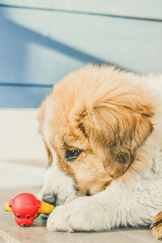 Cara Mengurangi, Mengatasi dan Mengobati Alergi pada Anjing