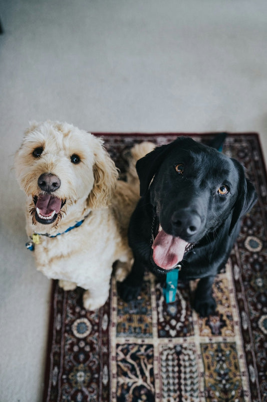 12 Penyebab dan Cara Mengatasi Anjing Tidak Mau Makan