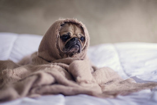 Jenis- Jenis, Ukuran, Ras Keturunan Anjing Yang Ada dan Populer di Indonesia