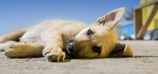 10 Penyebab Anjing Sakit Kulit, Ciri- Ciri dan Cara Untuk Mengatasinya