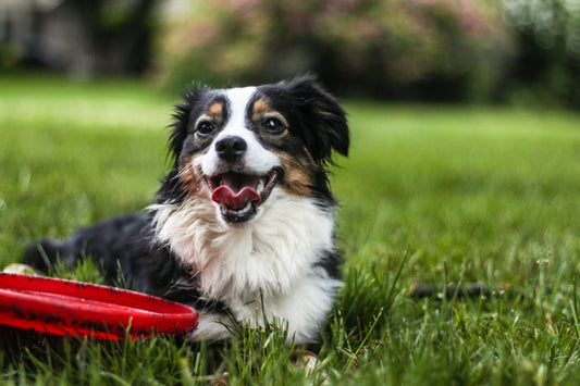 Manfaat Probiotik untuk Anjing: 6 Alasan Anjing Membutuhkan Vitamin Probiotik